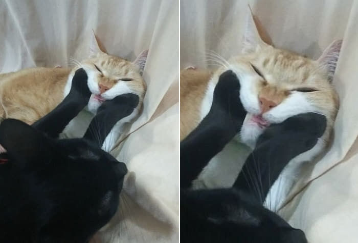 애니멀플래닛