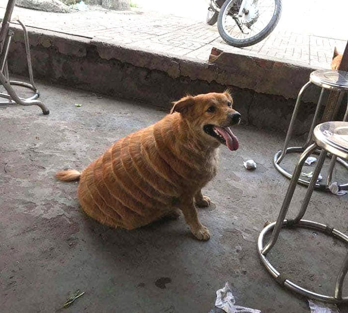 애니멀플래닛