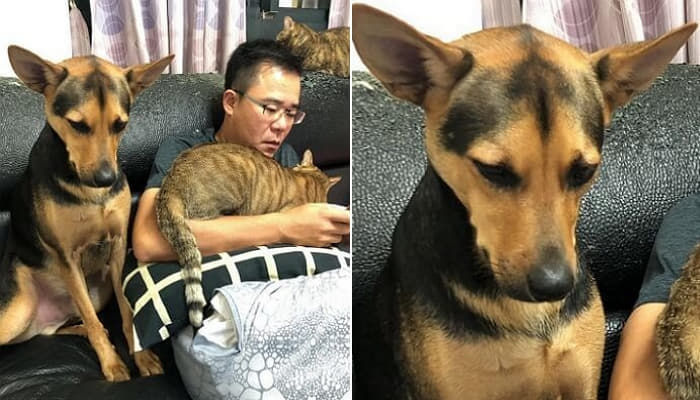 애니멀플래닛