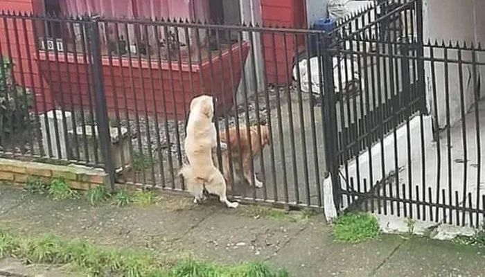 애니멀플래닛