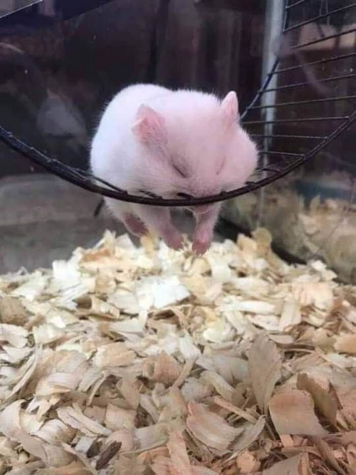 애니멀플래닛