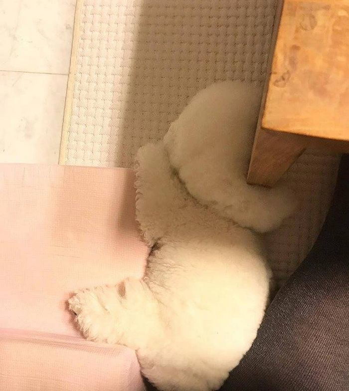 애니멀플래닛