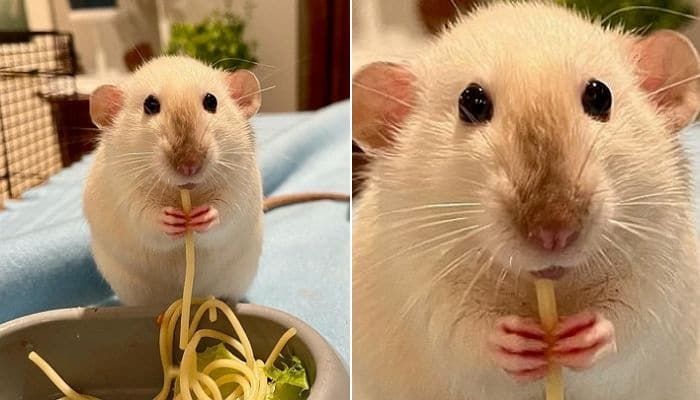 애니멀플래닛