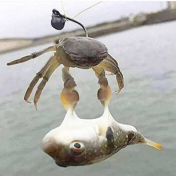 애니멀플래닛