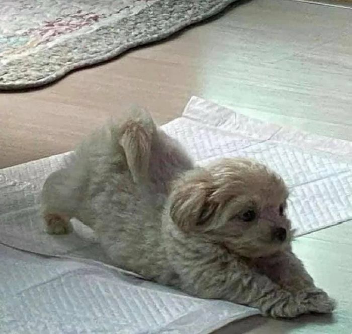 애니멀플래닛