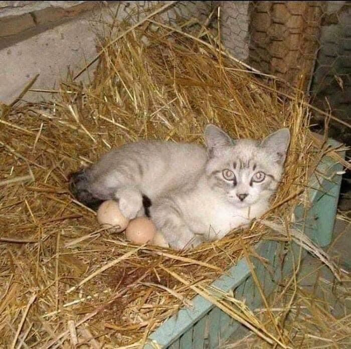 애니멀플래닛