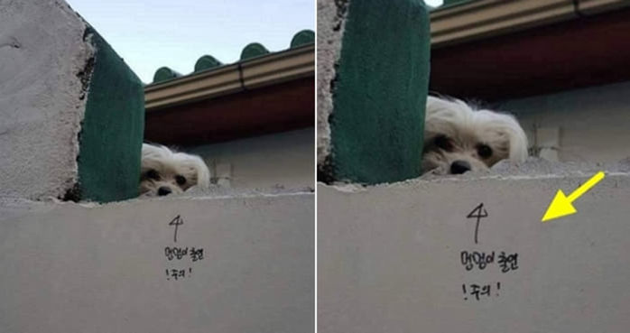 애니멀플래닛