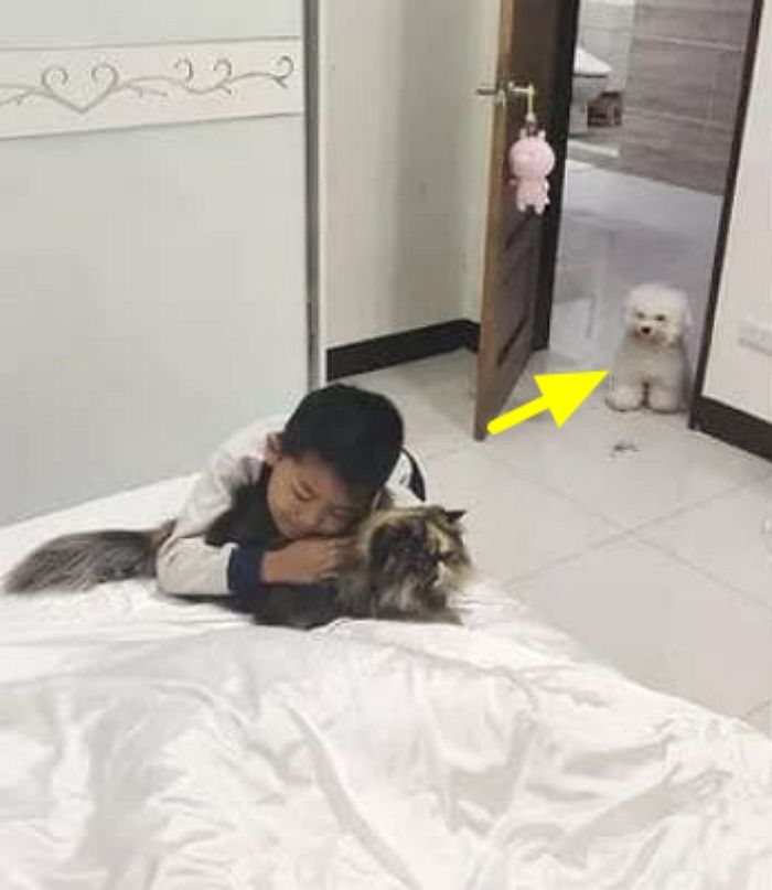 애니멀플래닛
