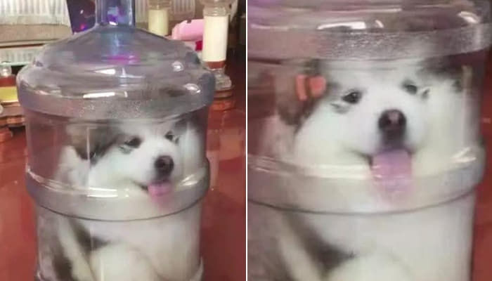 애니멀플래닛