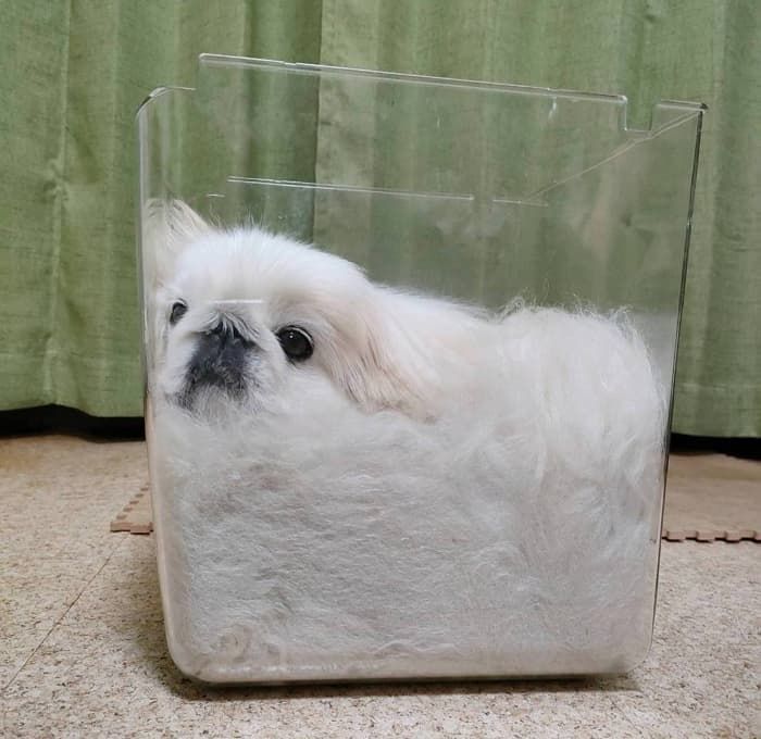 애니멀플래닛