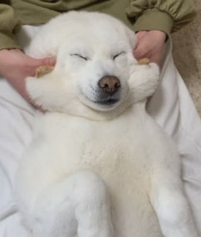 애니멀플래닛