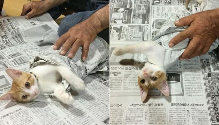 애니멀플래닛