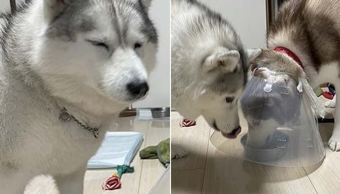 애니멀플래닛