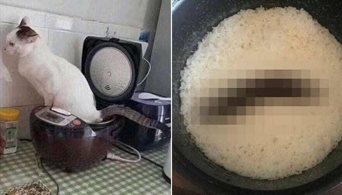 애니멀플래닛