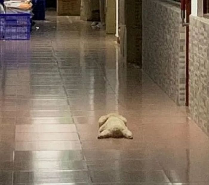 애니멀플래닛