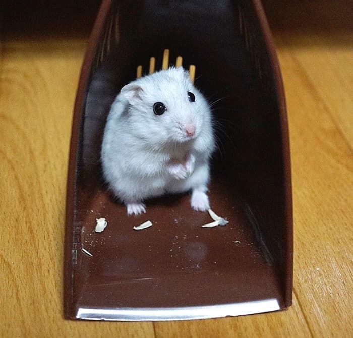 애니멀플래닛