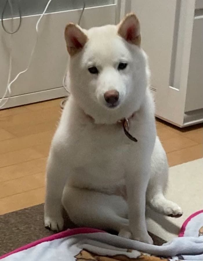 애니멀플래닛