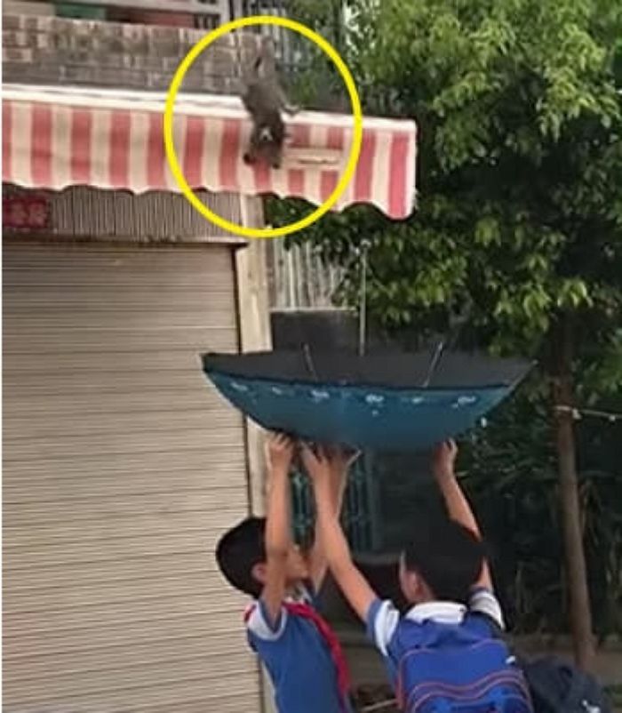애니멀플래닛