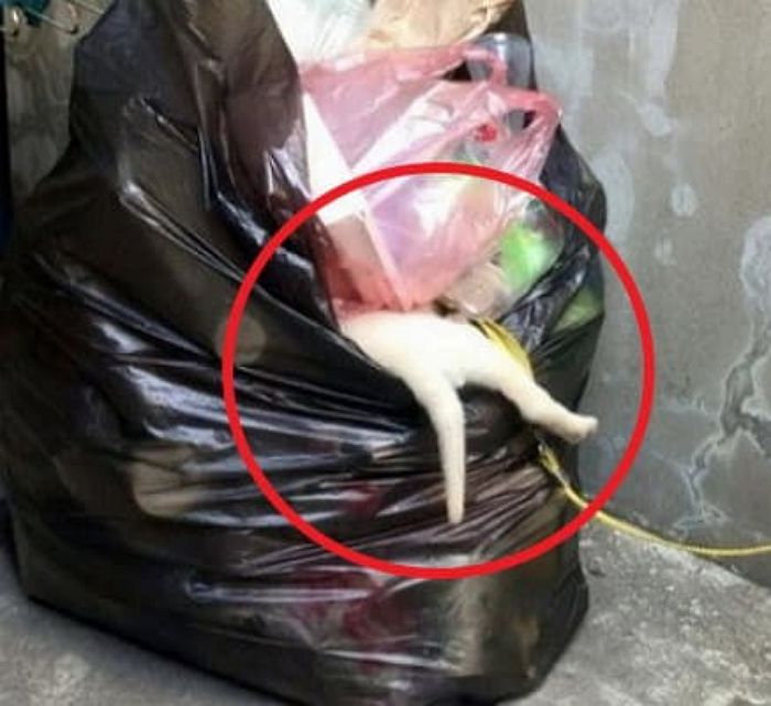 애니멀플래닛