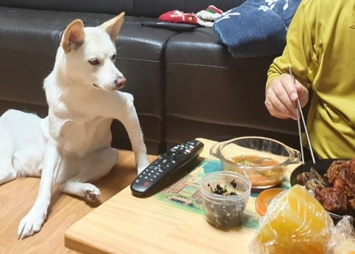 애니멀플래닛