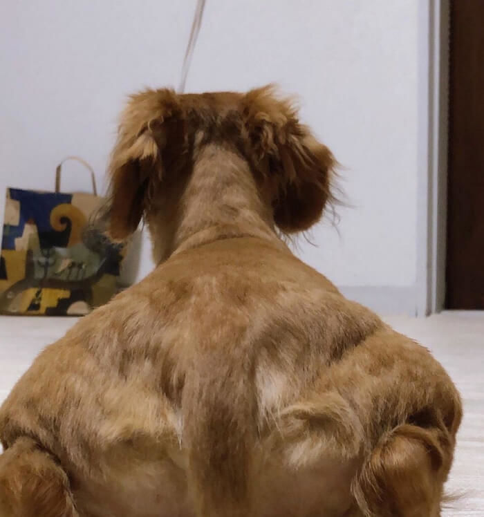 애니멀플래닛