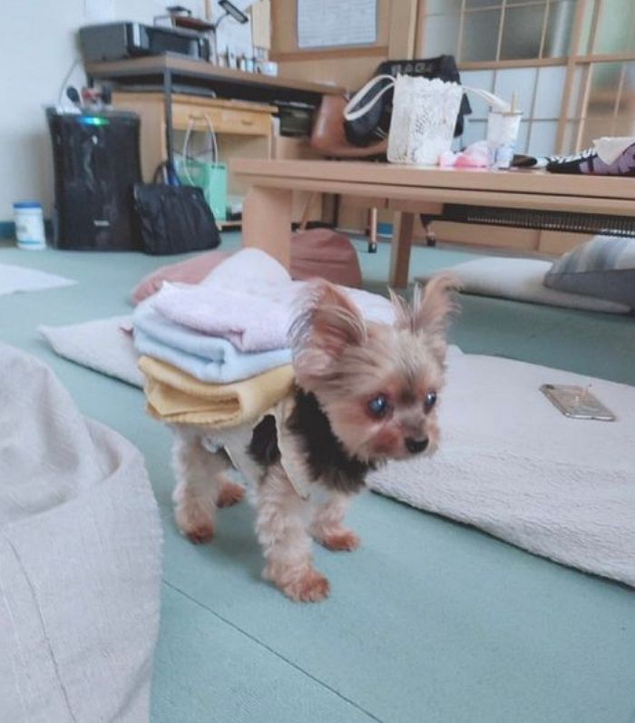 애니멀플래닛