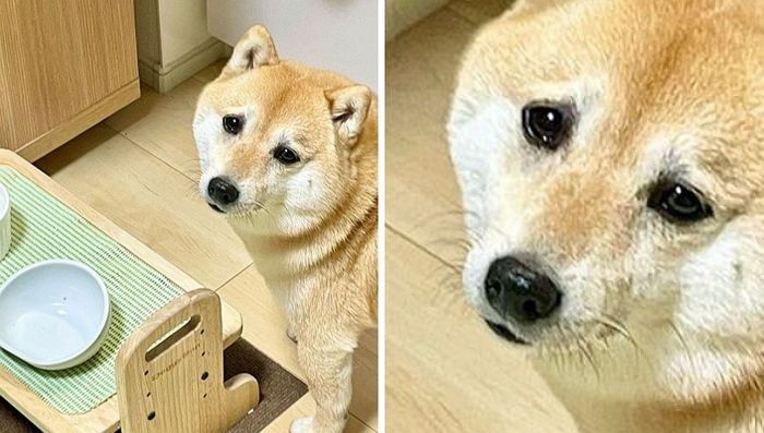 애니멀플래닛