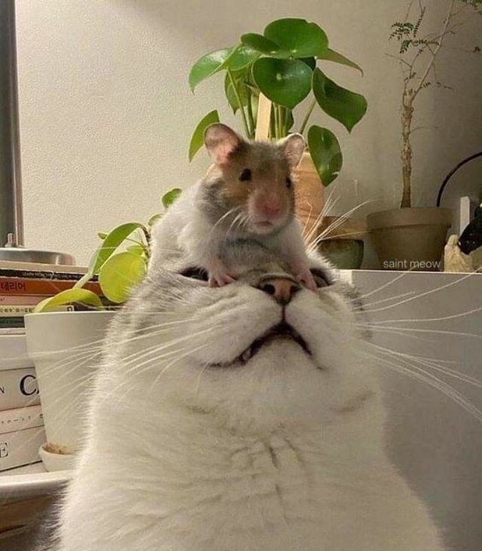 애니멀플래닛
