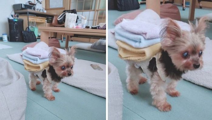 애니멀플래닛