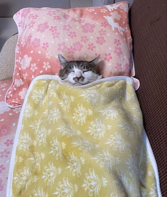 애니멀플래닛