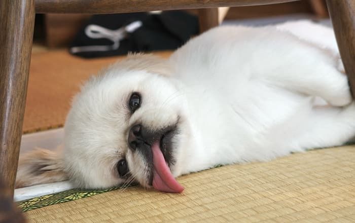 애니멀플래닛