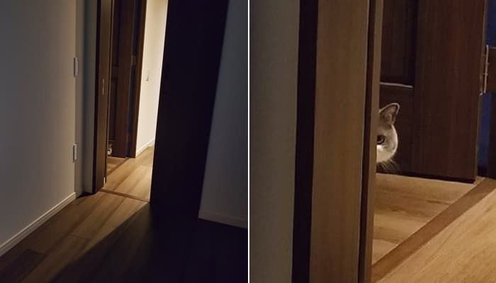 애니멀플래닛