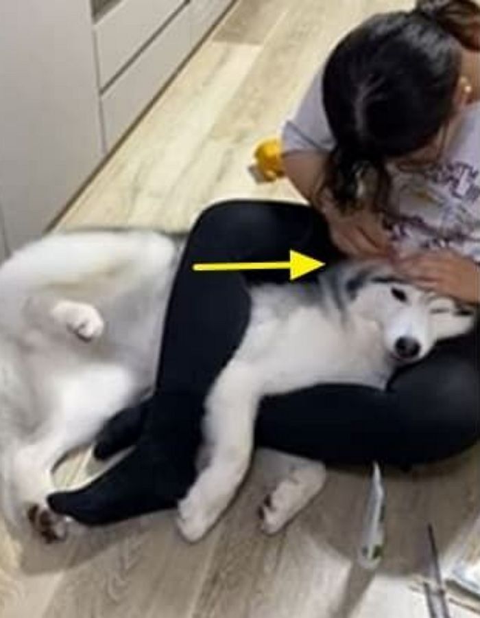 애니멀플래닛