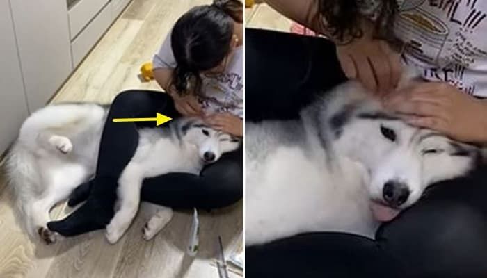 애니멀플래닛