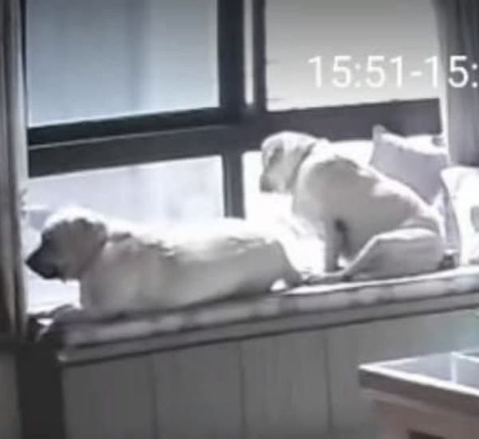 애니멀플래닛