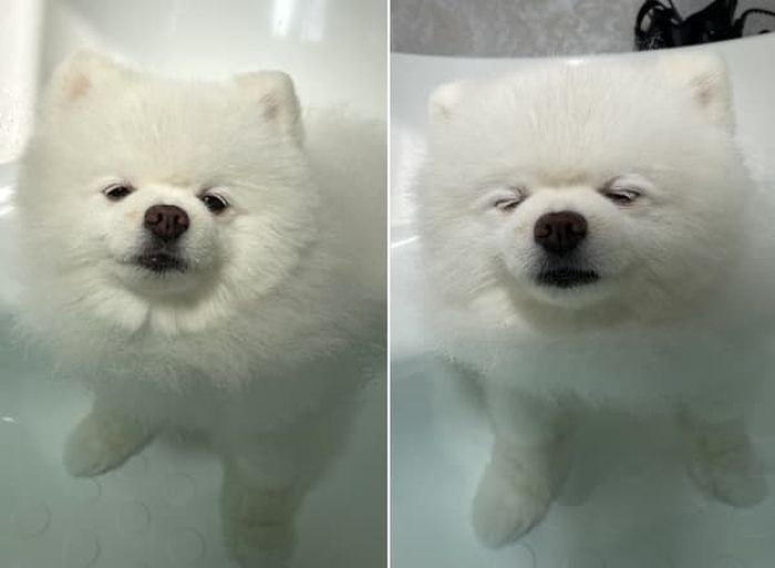 애니멀플래닛