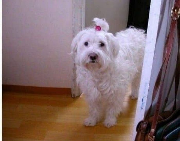 애니멀플래닛