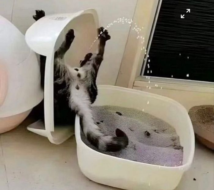 애니멀플래닛