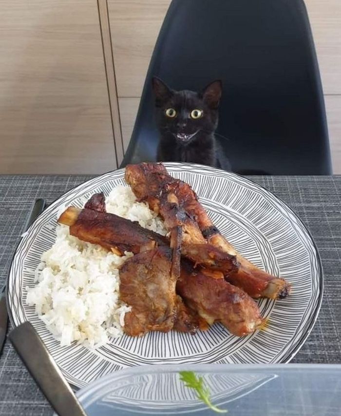 애니멀플래닛