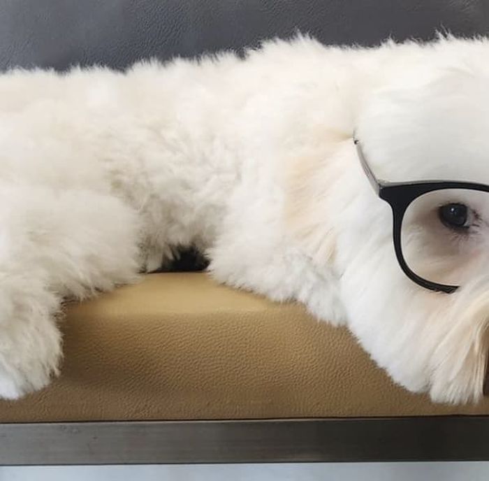 애니멀플래닛