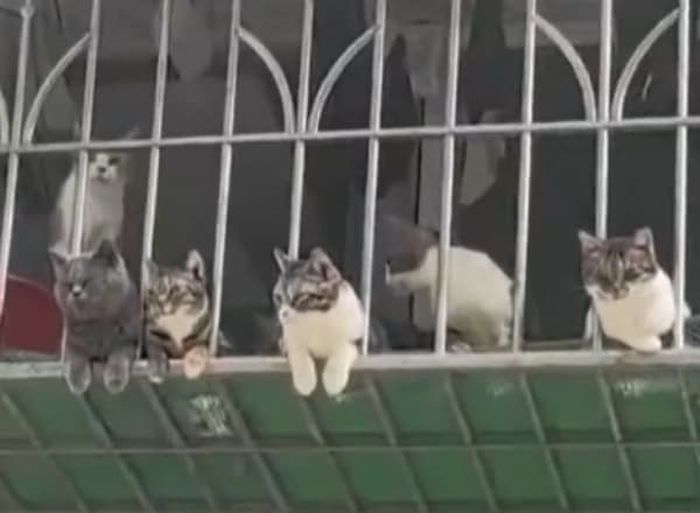 애니멀플래닛