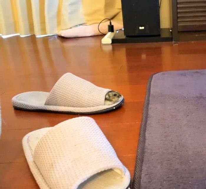 애니멀플래닛