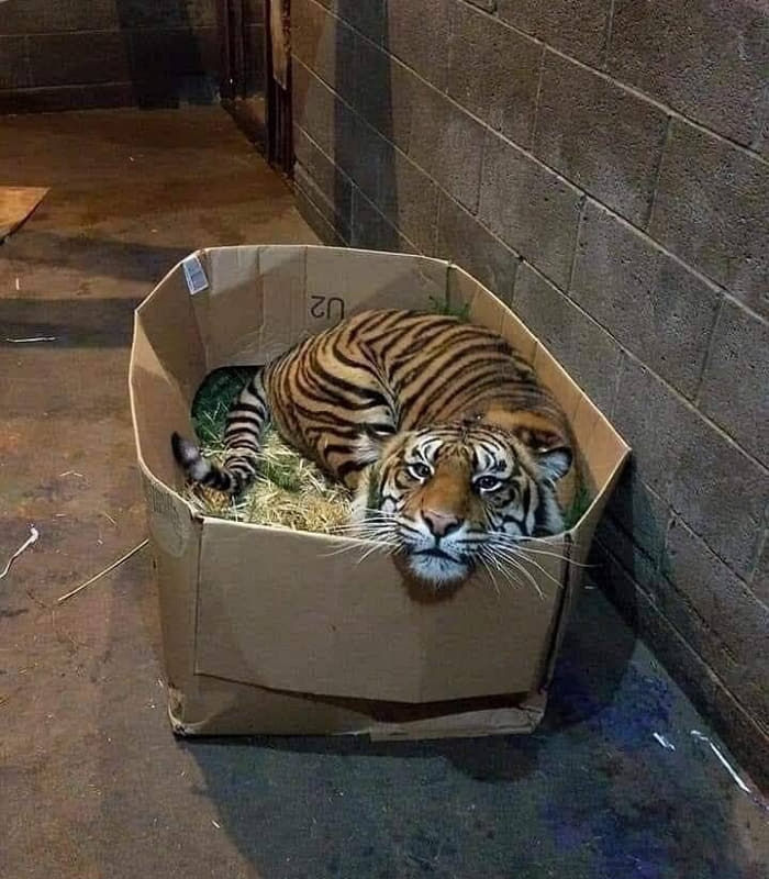 애니멀플래닛