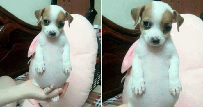 애니멀플래닛