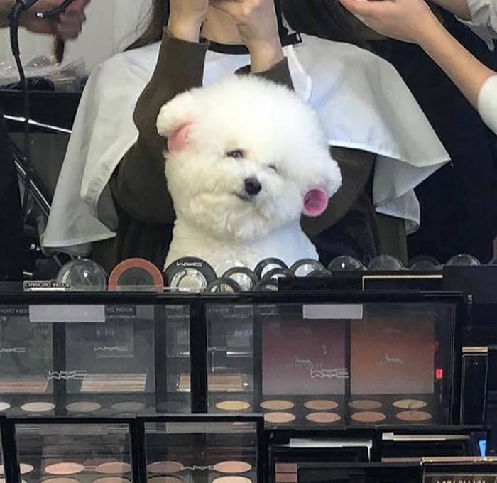 애니멀플래닛