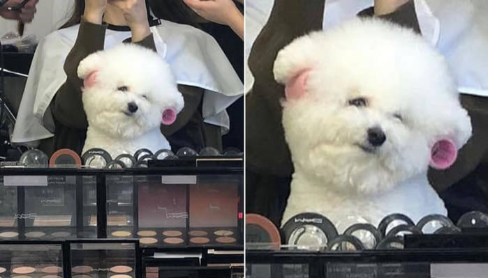 애니멀플래닛