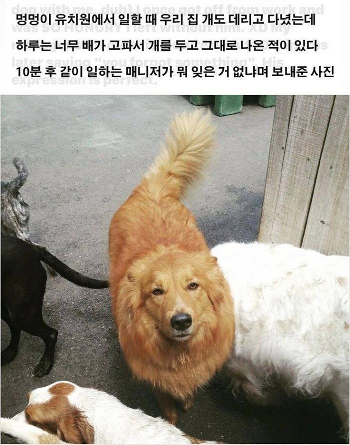 애니멀플래닛