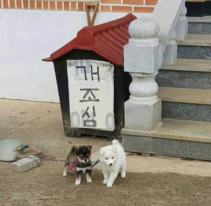 애니멀플래닛