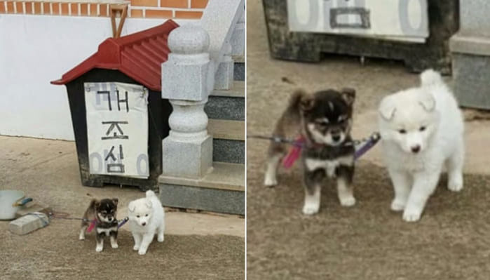 애니멀플래닛