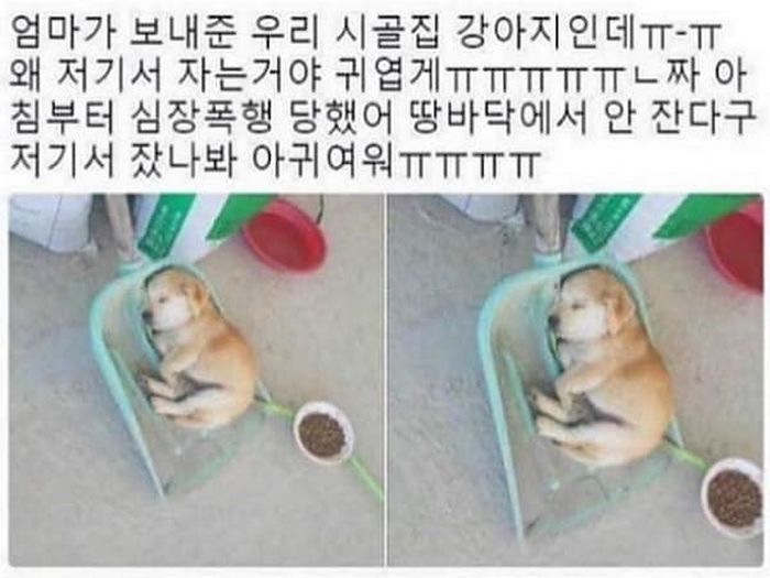 애니멀플래닛